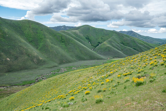 USA, Idaho, Hailey, Scenic landscape with wildflowers&nbsp;along Carbonate Mountain Trail