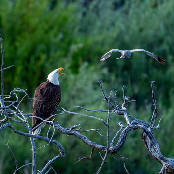 Bald eagle&nbsp;warning aggressive Harrier Hawk