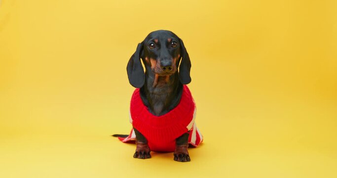 Domestic dog wearing cozy red sweater against yellow studio wall. Dog model in studio for Christmas campaign of pet clothing magazine company