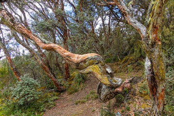 Polylepis trees or Paper trees at  National Park El Cajas, Andean Highlands, Azuay province, Ecuador.