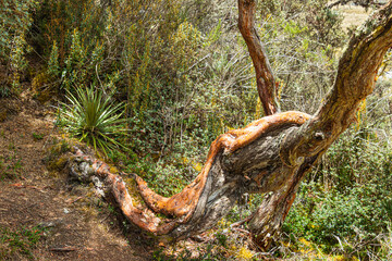 Polylepis trees or Paper trees at  National Park El Cajas, Andean Highlands, Azuay province, Ecuador.