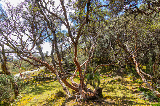 Polylepis trees or Paper trees at  National Park El Cajas, Andean Highlands, Azuay province, Ecuador.