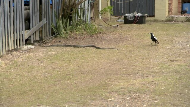 Carpet Python (Morelia spilota) moving across short grass towards a house in a suburban backyard while a magpie watches, Brisbane Queensland