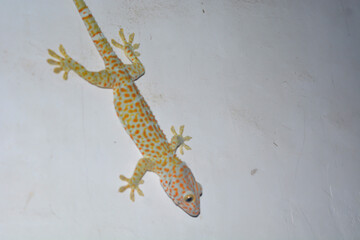 Flat lay gecko that is attached to the wall of the house