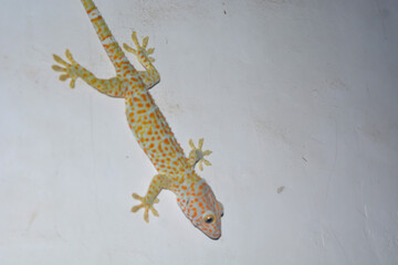 Naklejka premium Flat lay gecko that is attached to the wall of the house
