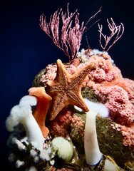 Estrella de mar