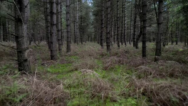 Low reverse between Rendlesham forest woodland trees where the report of alien UFO landing lights occurred