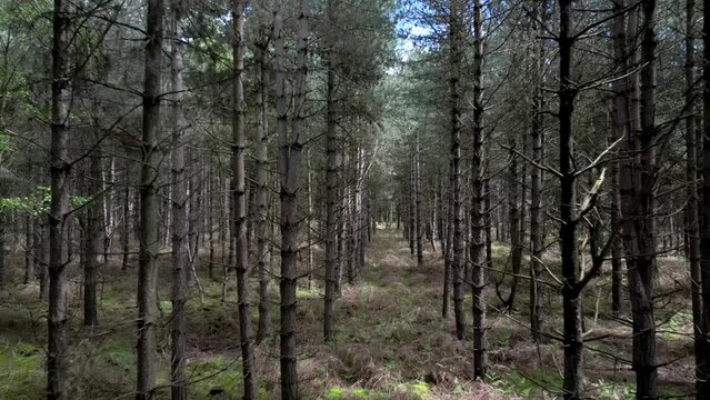 Slowly moving between Rendlesham forest woodland trees at the reporting of alien UFO lights phenomenon