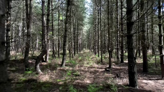Fast moving between Rendlesham forest woodland trees at the reporting site of the UFO landing incident, Suffolk, England