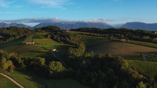 Aerial panoramic view over prosecco vineyard rows, with mountains in the background, in Italy, on a sunny day