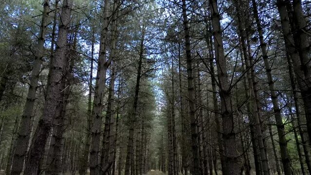 Creepy Rendlesham forest aerial view moving through trees, tilt down to woodland floor