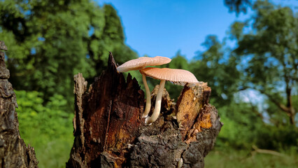 Shield mashroom on the wood.
