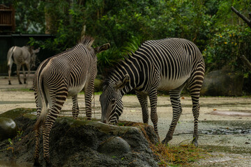 Beautiful zebra animals are eating grass, mother and child zebras