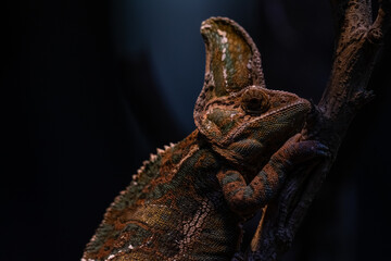 Beautiful colof of chameleon panther on branch, animal closeup
