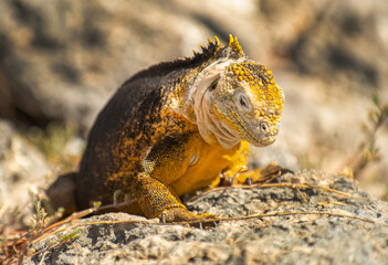 Galapagos Land Iguana