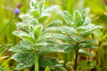 Beautiful wild flowers in a meadow, Flower background.