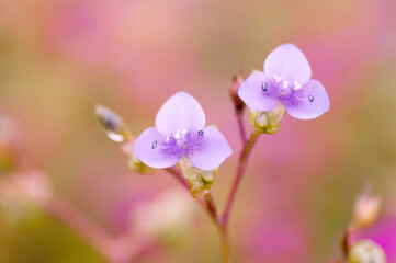 Beautiful wild flowers in a meadow, Flower background.
