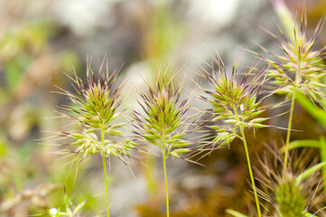 Beautiful floral spring abstract background of nature
