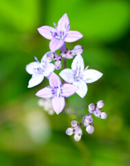 Beautiful abstract and blurred floral background