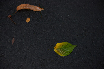 アスファルト地面にある秋の落ち葉の風景