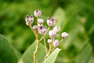 Wild plants, Nature background.