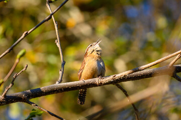 Carolina wren on a branch