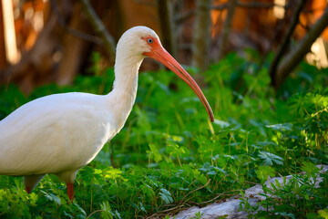 White ibis with green background