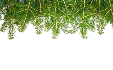 firs tree branch  xmas background ioslated  