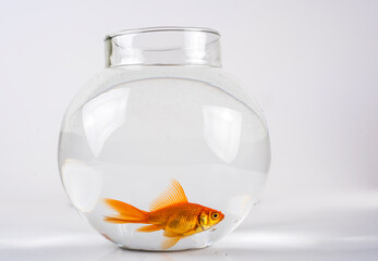 Goldfish in a beautiful round fish bowl.