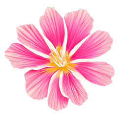 An Isolate Pink Lewisa Flower in PNG File. Drawing and coloring by Procreate. 