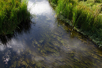 Obraz premium River with moss and aquatic plants.