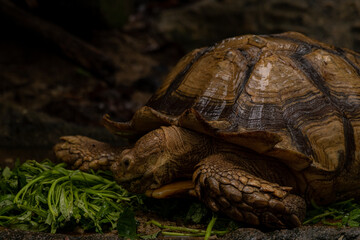 Close up African spurred tortoise eating, Slow life, Africa spurred tortoise