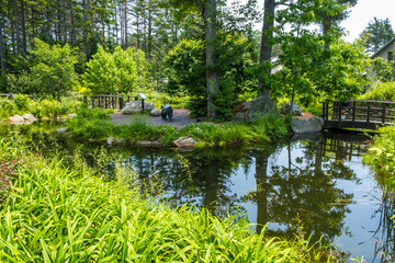 Fototapeta na wymiar Beautiful pond or lake inside the botanical garden. Green trees and nature-feels.