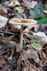 mushroom in the forest