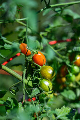 Closeup of red pearl heirloom tomatoes growing in a kitchen garden, healthy and nutritious organic food
