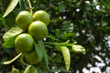 Lime hang on branch tree