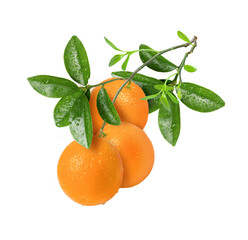 tangerines with leaves isolated on white