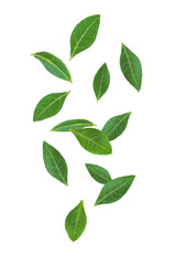 Henna leaf