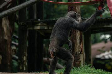 A chimpanzee standing with its back to the camera in Singapore zoo