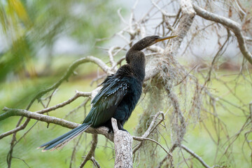 A big anhinga bird resting on tree branch in Florida wetlands