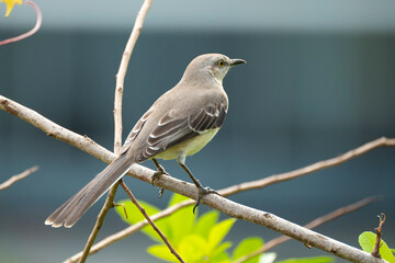 A Northern mockingbird bird perched on a tree branch