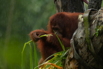 Obraz premium Male orangutan eating leaves behind the tree
