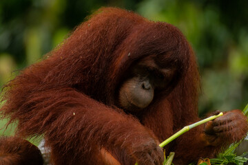 Adult orangutan busy with eating leaves on a rainy day