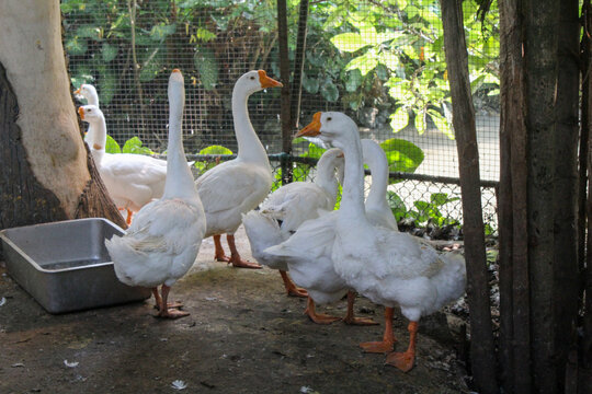 a group of white swans at the zoo
