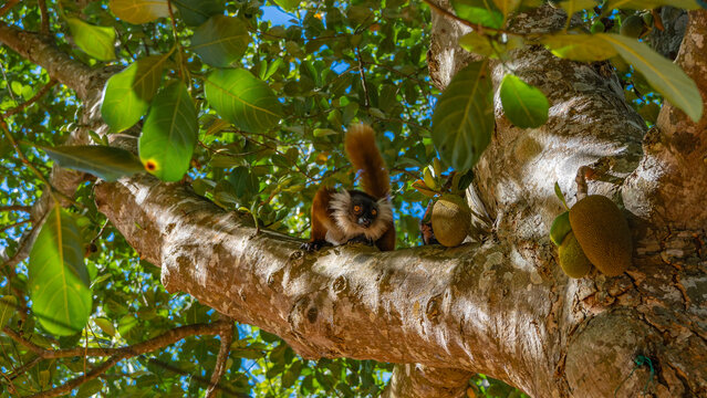 A curious lemur Eulemur macaco is sitting on a tree branch, looking carefully. The tail is raised. Fluffy brown and white fur. There are green leaves around, jackfruit fruits. Madagascar. Nosy Komba