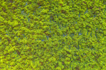 コンクリート壁に生える蔦や苔