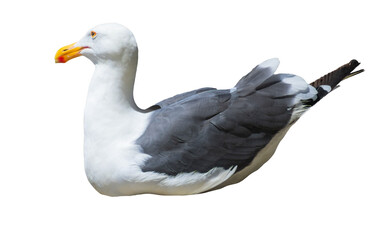 An isolated nesting seagull sits against a blank background 
