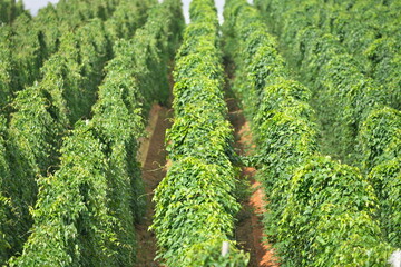 Hokkaido, Japan - September 7, 2023: Hop plant cultivated in Hokkaido, Japan
