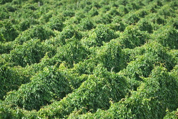 Hokkaido, Japan - September 7, 2023: Hop plant cultivated in Hokkaido, Japan
