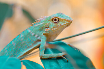 photo of a green lizard perched on leaves with vivid colors